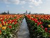 Tulip Festival 2002